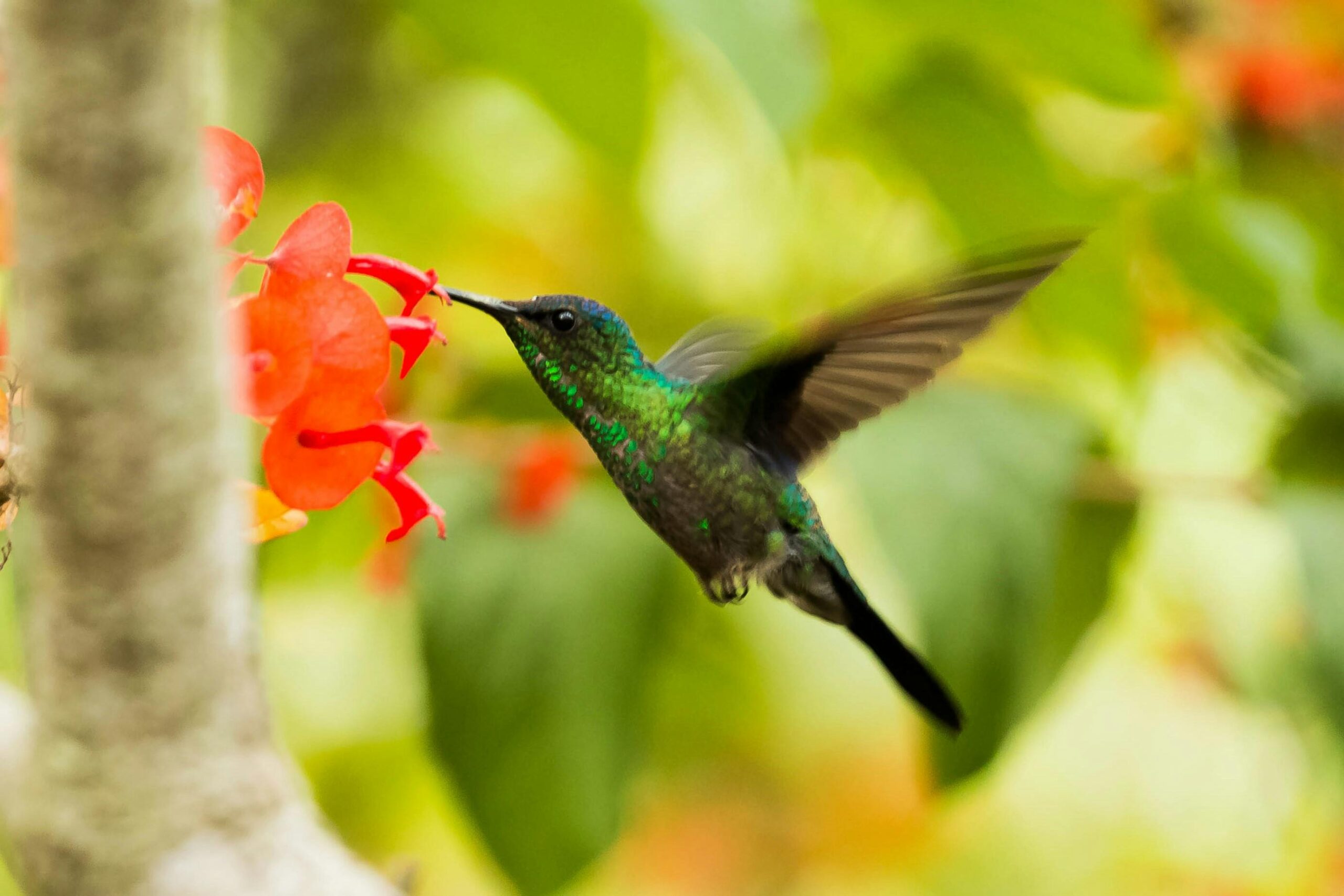 colibri fleur